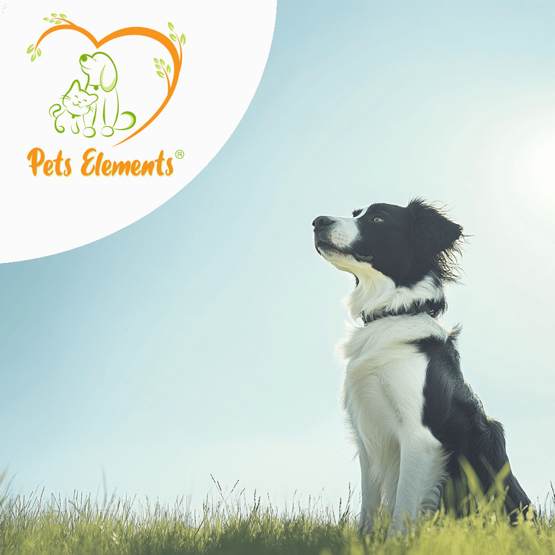 Pets Elements – Border Collie sitzt auf einer Wiese vor blauem Himmel